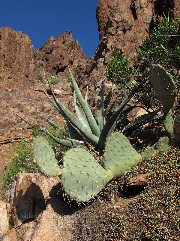 agave & prickly pear (Agave sp., Opuntia engelmannii) [Siphon Draw Trail, Superstition Wilderness, Pinal County, Arizona]