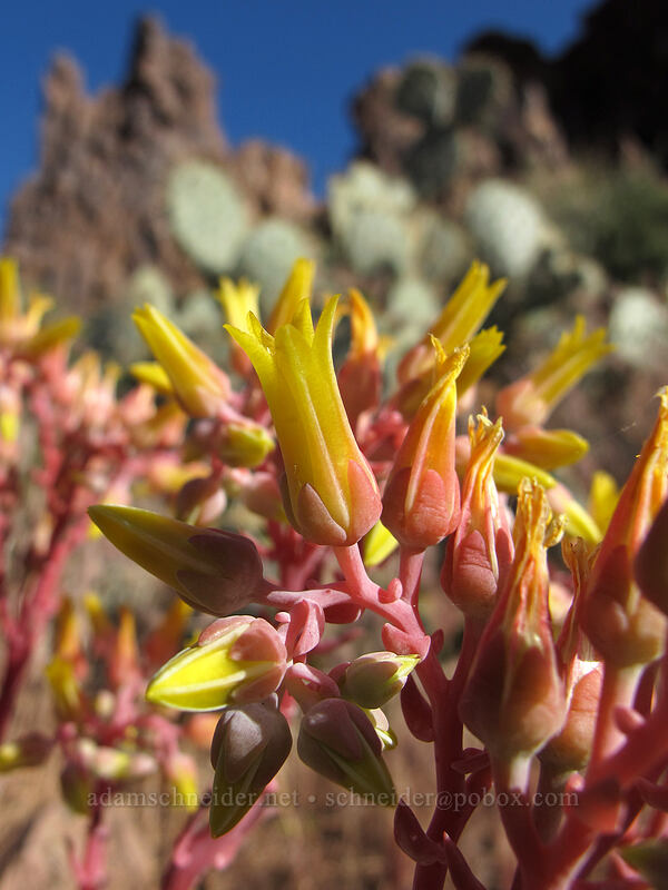 Panamint live-forever (rock echevaria) (Dudleya saxosa (Echeveria collomiae)) [Siphon Draw Trail, Superstition Wilderness, Pinal County, Arizona]