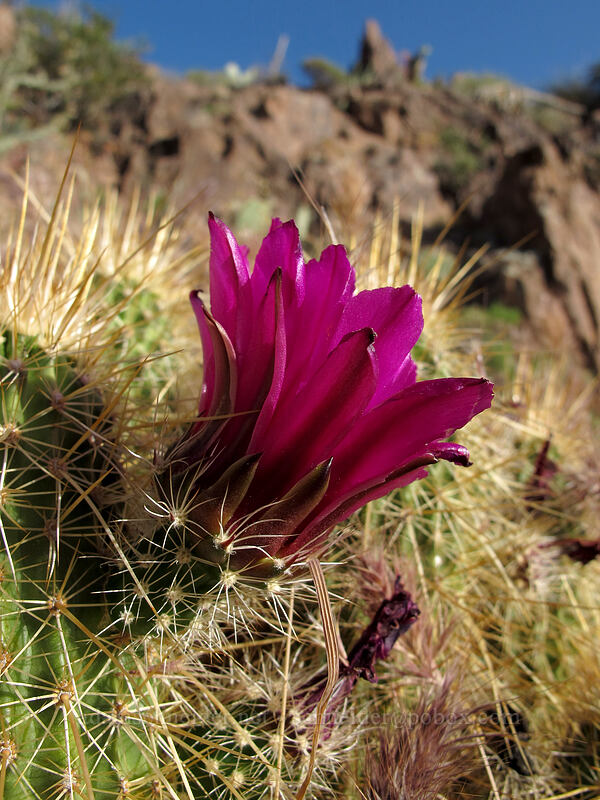 strawberry hedgehog cactus (Echinocereus engelmannii) [Siphon Draw Trail, Superstition Wilderness, Pinal County, Arizona]