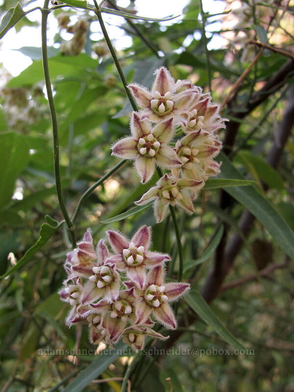 climbing milkweed (twine-vine) (Funastrum cynanchoides, Sarcostemma cynanchoides) [Siphon Draw Trail, Superstition Wilderness, Pinal County, Arizona]
