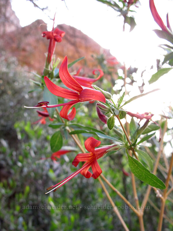 desert honeysuckle (Anisacanthus thurberi) [Siphon Draw Trail, Superstition Wilderness, Pinal County, Arizona]
