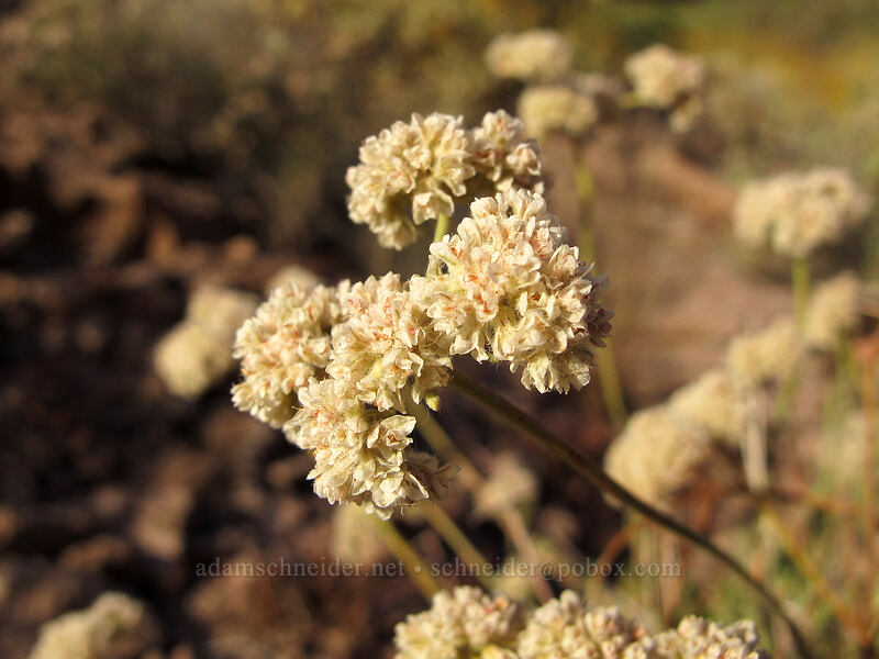 buckwheat (Eriogonum fasciculatum) [Siphon Draw Trail, Superstition Wilderness, Pinal County, Arizona]