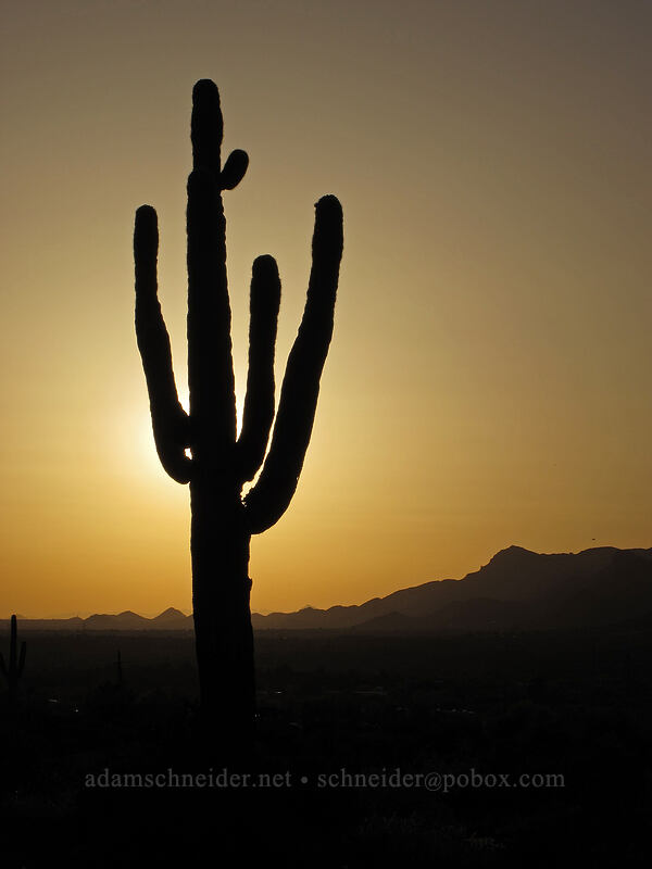 saguaro at sunset (Carnegiea gigantea) [Siphon Draw Trail, Lost Dutchman State Park, Pinal County, Arizona]