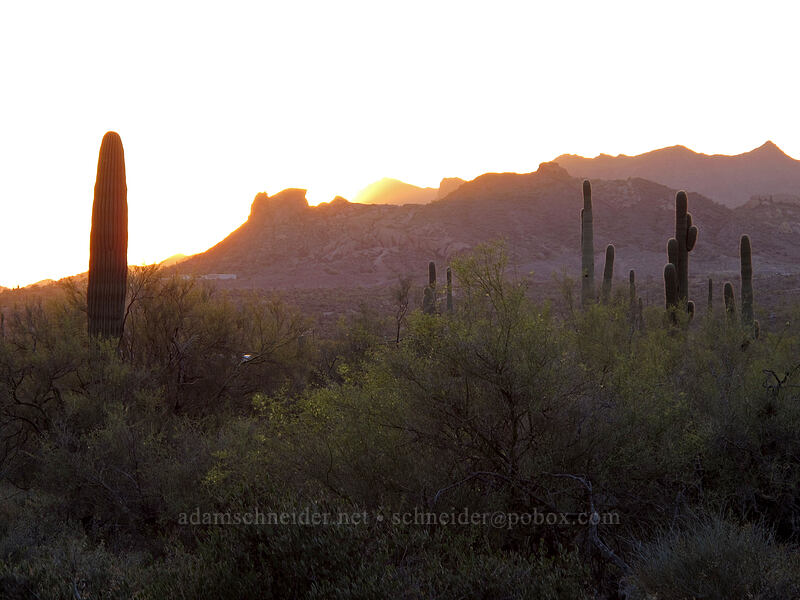 saguaros at sunset (Carnegiea gigantea) [Siphon Draw Trail, Lost Dutchman State Park, Pinal County, Arizona]