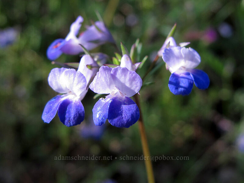 large-flowered blue-eyed-mary (Collinsia grandiflora) [Dog Mountain Trail, Gifford Pinchot National Forest, Skamania County, Washington]