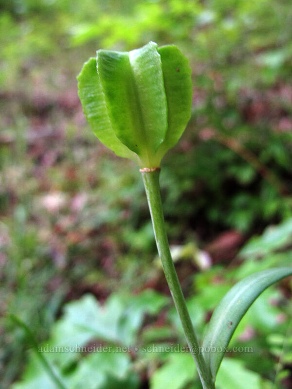 chocolate lily seeds (Fritillaria affinis) [Dog Mountain Trail, Gifford Pinchot National Forest, Skamania County, Washington]
