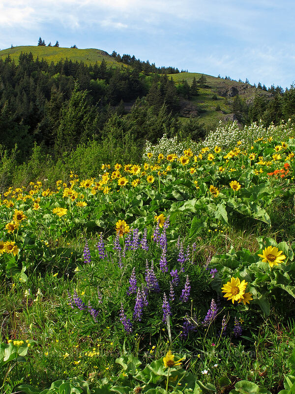 balsamroot & lupines (Balsamorhiza sp., Lupinus sp.) [Dog Mountain Trail, Gifford Pinchot National Forest, Skamania County, Washington]