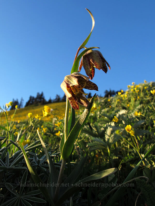 chocolate lily (Fritillaria affinis) [Dog Mountain Trail, Gifford Pinchot National Forest, Skamania County, Washington]