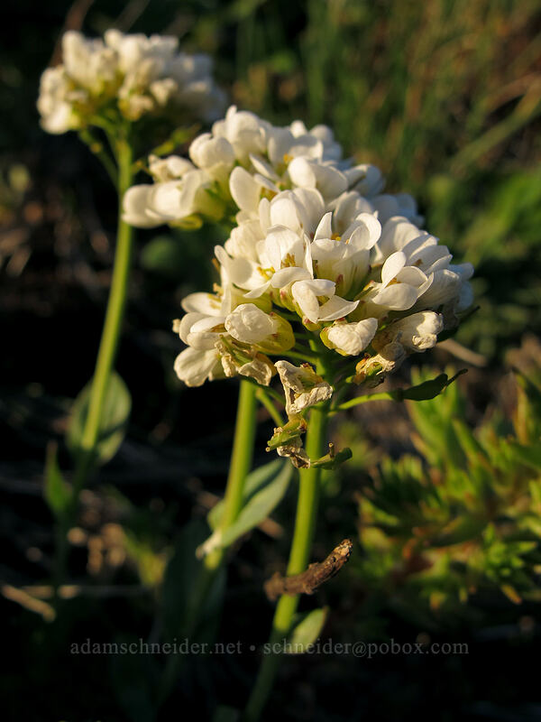 alpine penny-cress (Noccaea fendleri ssp. glauca (Thlaspi fendleri var. glaucum)) [Dog Mountain Trail, Gifford Pinchot National Forest, Skamania County, Washington]