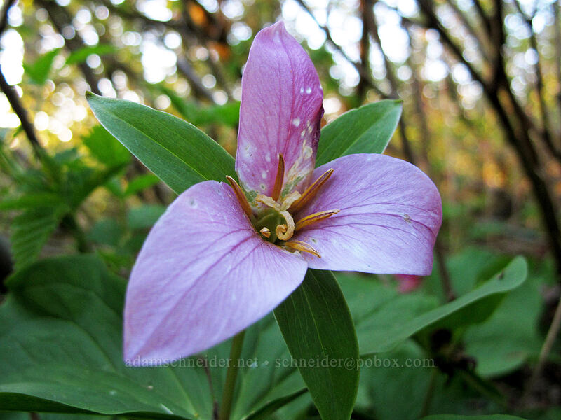 trillium, fading to pink (Trillium ovatum) [Dog Mountain summit, Gifford Pinchot National Forest, Skamania County, Washington]