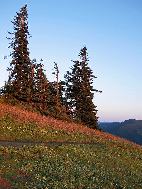 sunset light [Dog Mountain summit, Gifford Pinchot National Forest, Skamania County, Washington]