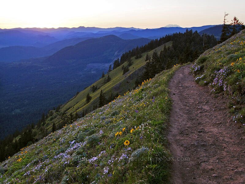wildflowers at sunset [Dog Mountain, Gifford Pinchot National Forest, Skamania County, Washington]
