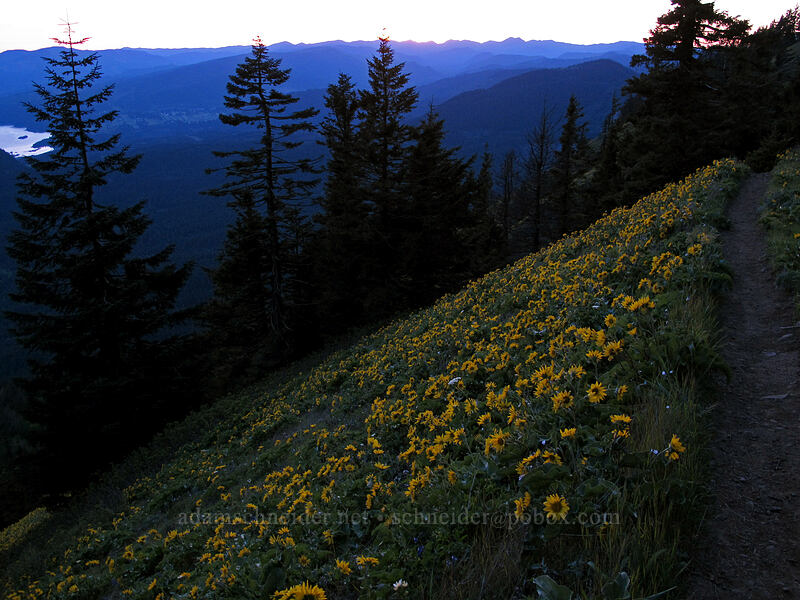 balsamroot at sunset (Balsamorhiza sp.) [Dog Mountain, Gifford Pinchot National Forest, Skamania County, Washington]