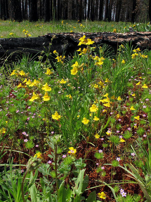 yellow monkeyflower & baby stars (Erythranthe guttata (Mimulus guttatus), Leptosiphon bicolor (Linanthus bicolor)) [Evergreen Road, Stanislaus National Forest, Tuolumne County, California]