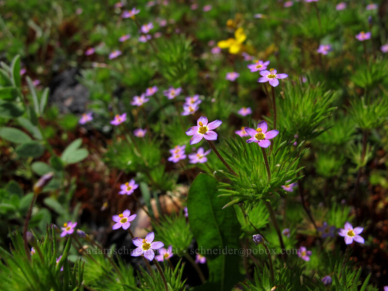 true baby-stars (Leptosiphon bicolor (Linanthus bicolor)) [Evergreen Road, Stanislaus National Forest, Tuolumne County, California]