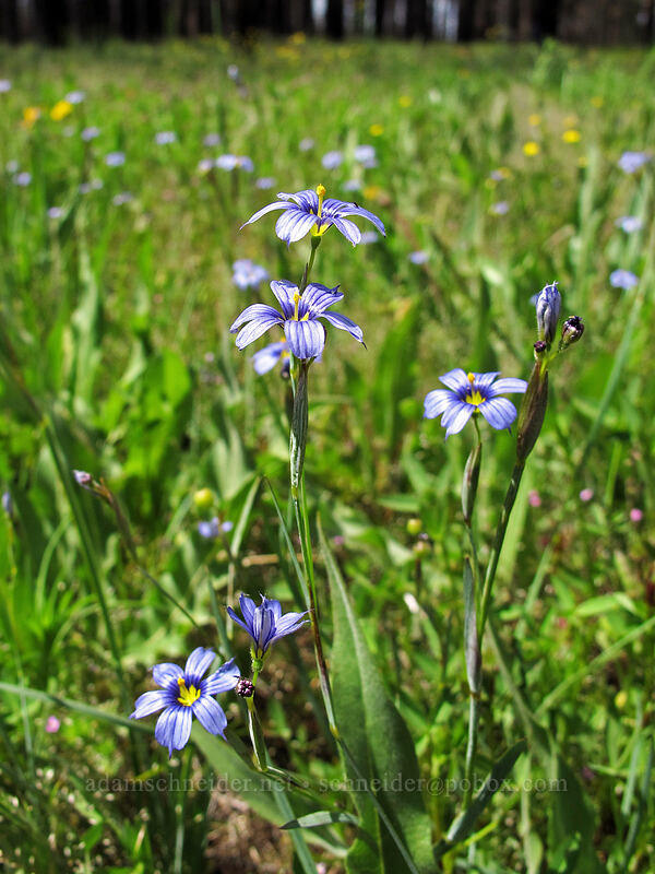 blue-eyed grass (Sisyrinchium bellum) [Evergreen Road, Stanislaus National Forest, Tuolumne County, California]