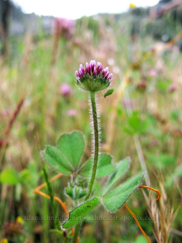 small-head clover (Trifolium microcephalum) [Hetch Hetchy Reservoir, Yosemite National Park, Tuolumne County, California]
