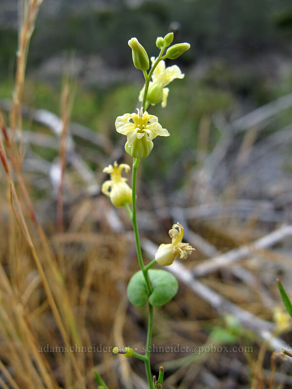 variable-leaf jewelflower (Streptanthus diversifolius) [Hetch Hetchy Reservoir, Yosemite National Park, Tuolumne County, California]
