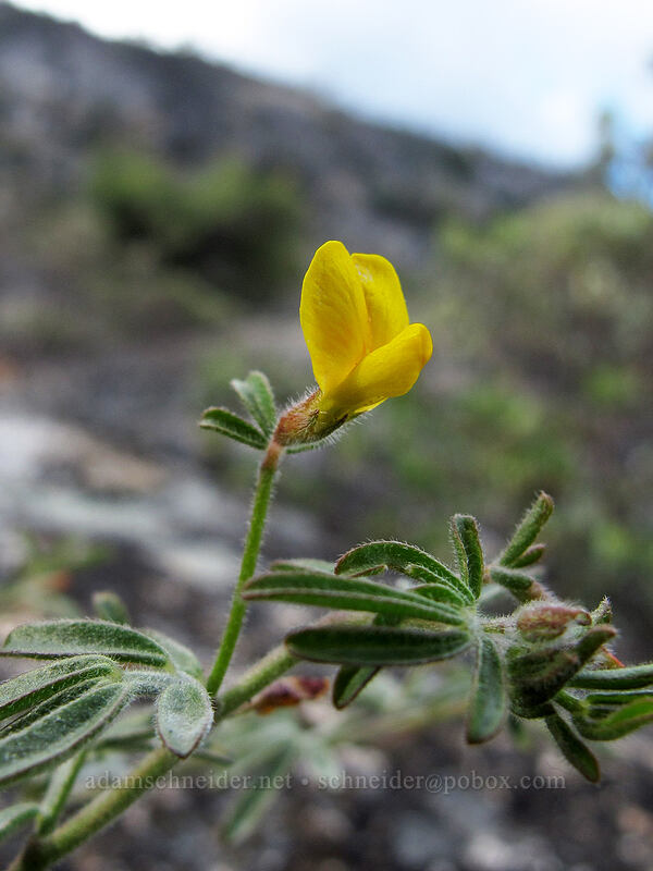 Bishop's lotus (Acmispon strigosus (Lotus strigosus)) [Hetch Hetchy Reservoir, Yosemite National Park, Tuolumne County, California]