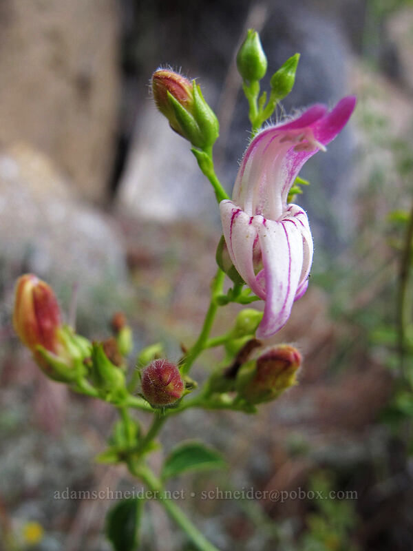 bush beardtongue (Keckiella breviflora (Penstemon breviflorus)) [Beehive Meadows Trail, Yosemite National Park, Tuolumne County, California]