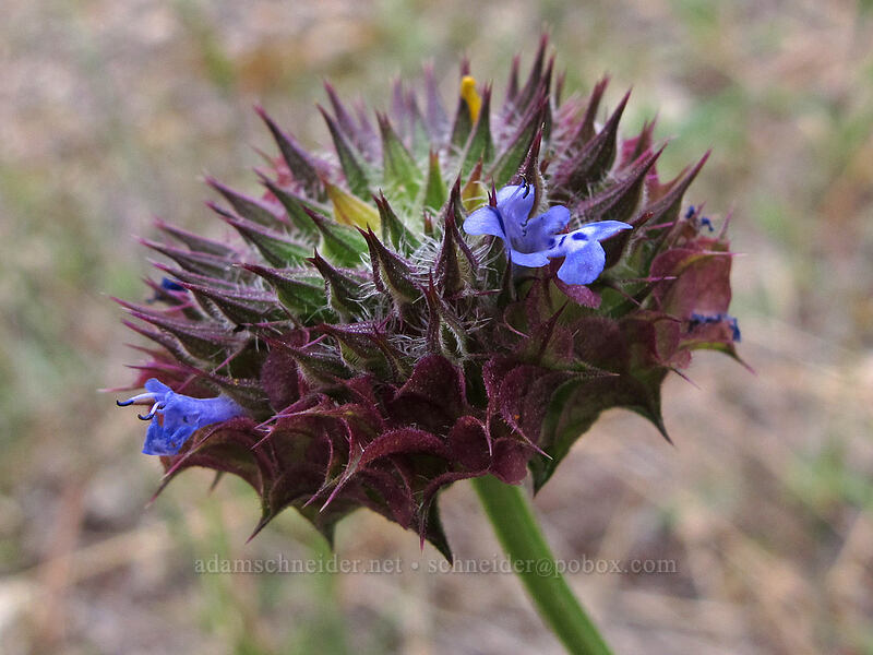 chia sage (Salvia columbariae) [Beehive Meadows Trail, Yosemite National Park, Tuolumne County, California]