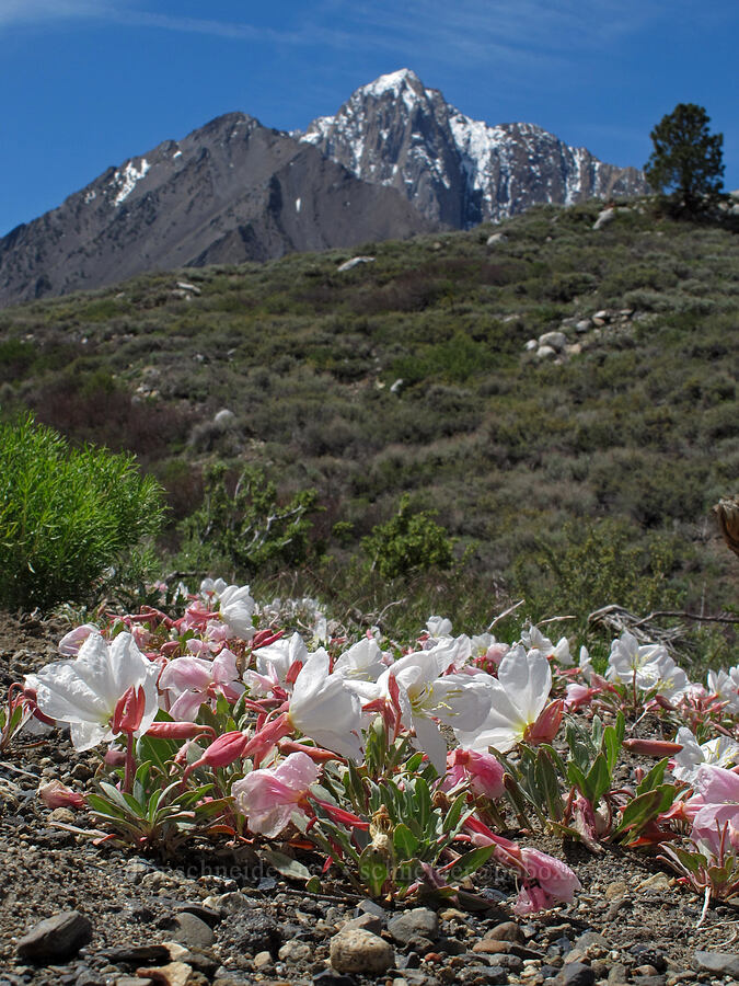 California evening-primrose (Oenothera californica) [Convict Lake Road, Inyo National Forest, Mono County, California]