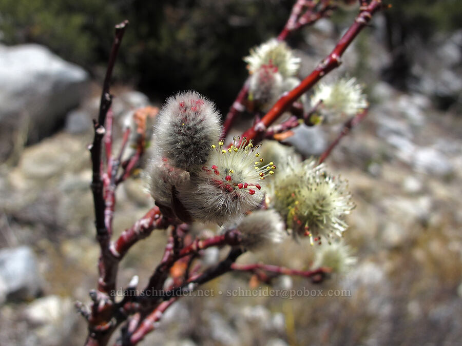 willow flowers (Salix sp.) [Little Lakes Valley Trail, John Muir Wilderness, Inyo County, California]