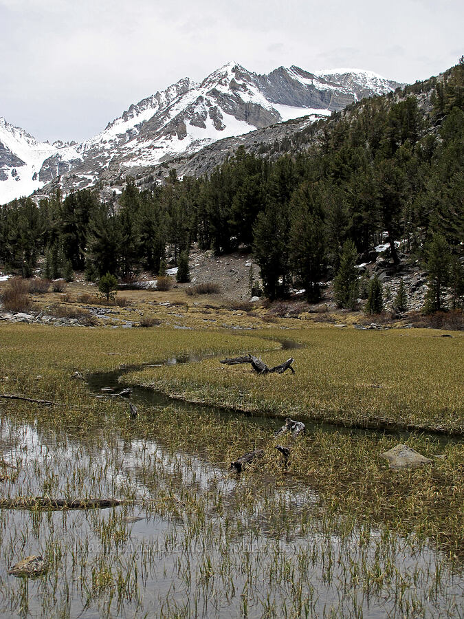 Mt. Abbot & a marshy section of Rock Creek [Little Lakes Valley Trail, John Muir Wilderness, Inyo County, California]