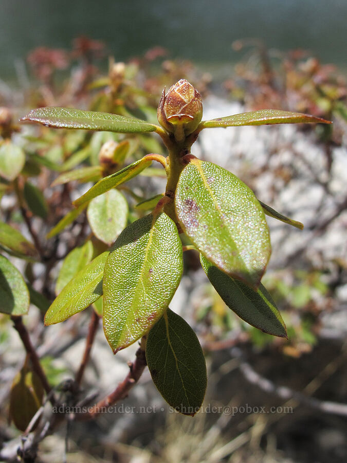 western Labrador tea, budding (Rhododendron neoglandulosum (Rhododendron columbianum) (Ledum glandulosum)) [Little Lakes Valley Trail, John Muir Wilderness, Inyo County, California]
