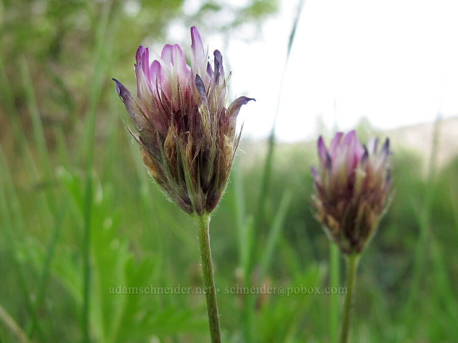 Hansen's clover (Trifolium longipes ssp. hansenii (Trifolium hansenii)) [Lower Rock Creek Trail, Inyo National Forest, Mono County, California]