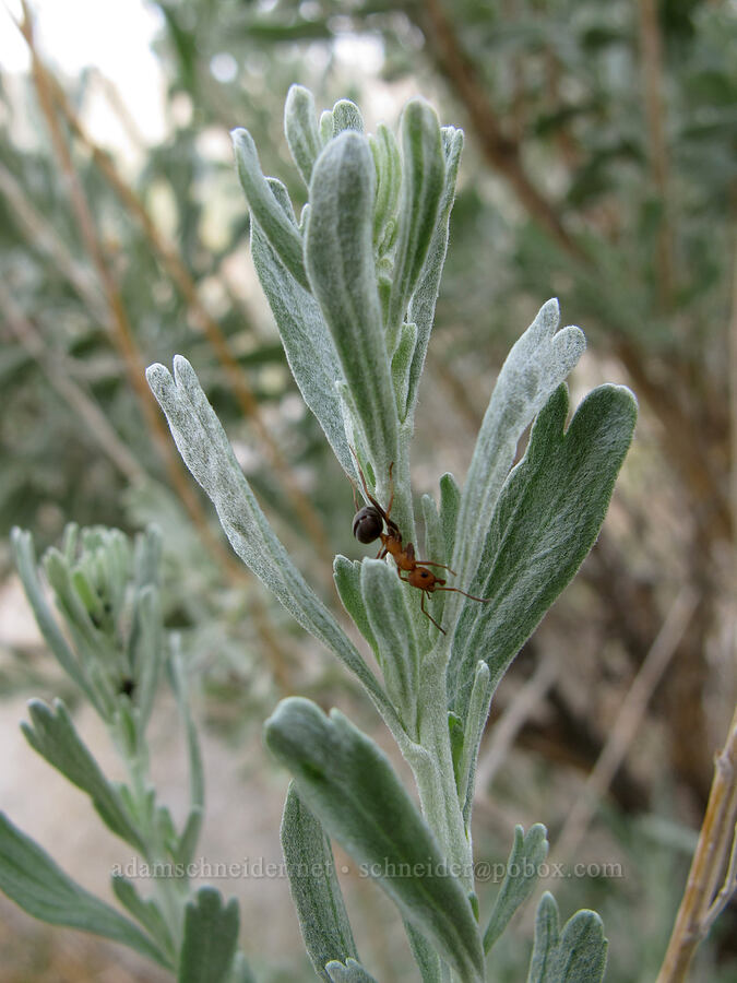 sagebrush & thatching ant (Artemisia tridentata, Formica obscuripes) [Lower Rock Creek Trail, Inyo National Forest, Mono County, California]