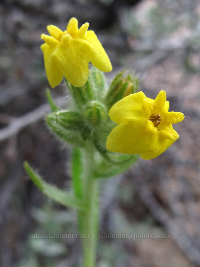 basin yellow cryptantha (Cryptantha confertiflora) [Crowley Lake Road, Mono County, California]