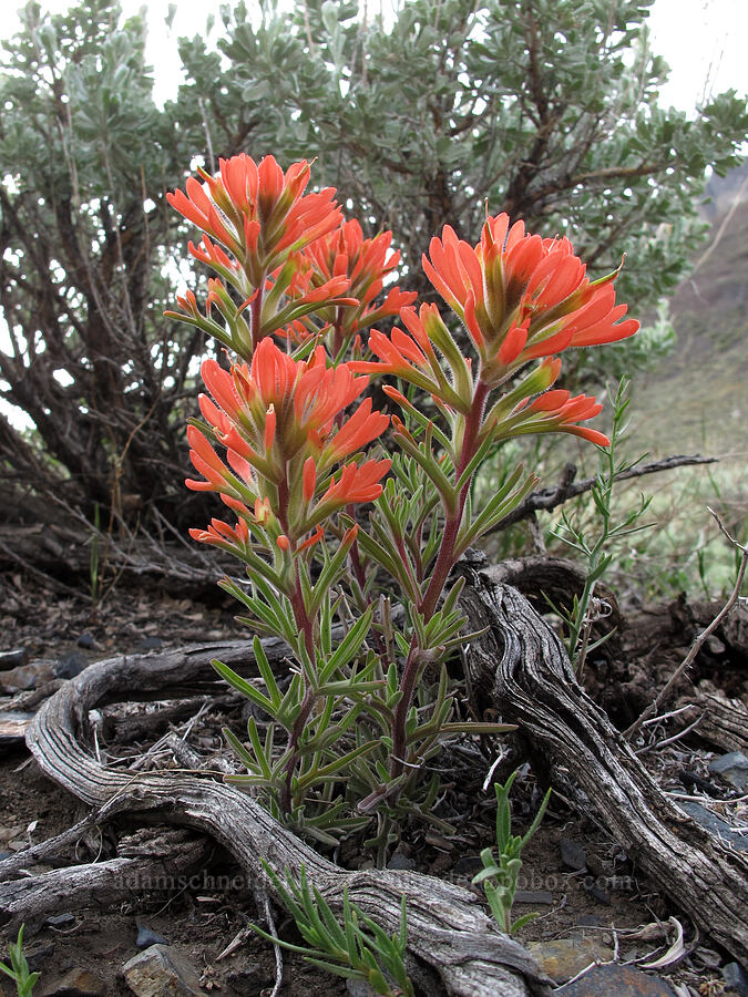 desert paintbrush (Castilleja chromosa (Castilleja angustifolia)) [McGee Creek Trail, Inyo National Forest, Mono County, California]
