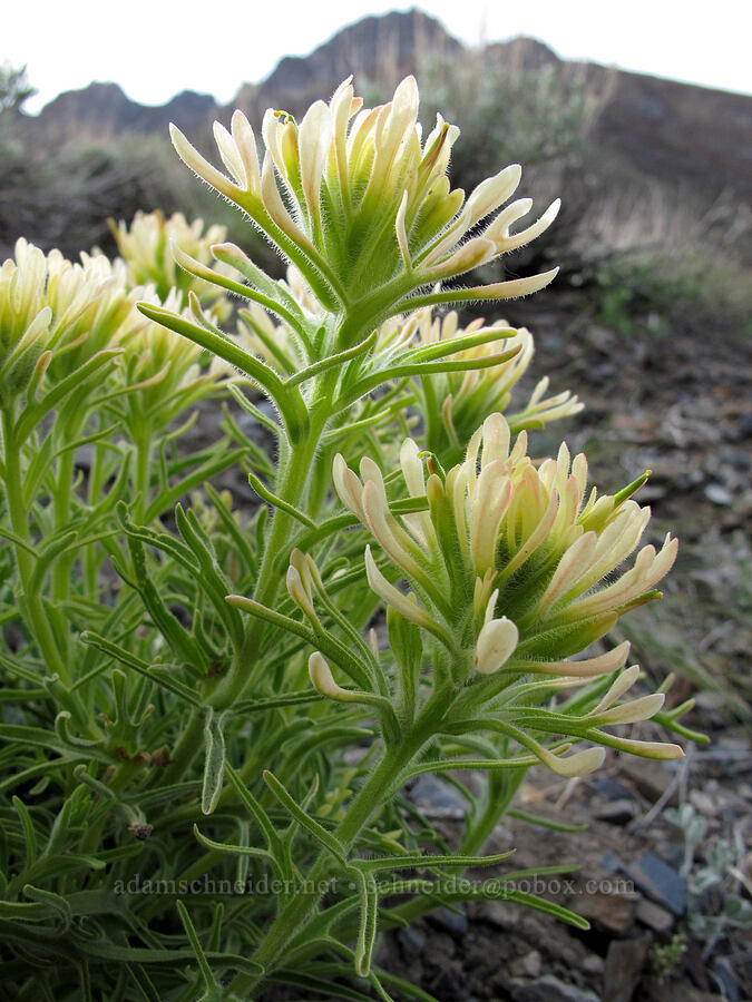 yellow desert paintbrush (Castilleja chromosa (Castilleja angustifolia)) [McGee Creek Trail, Inyo National Forest, Mono County, California]