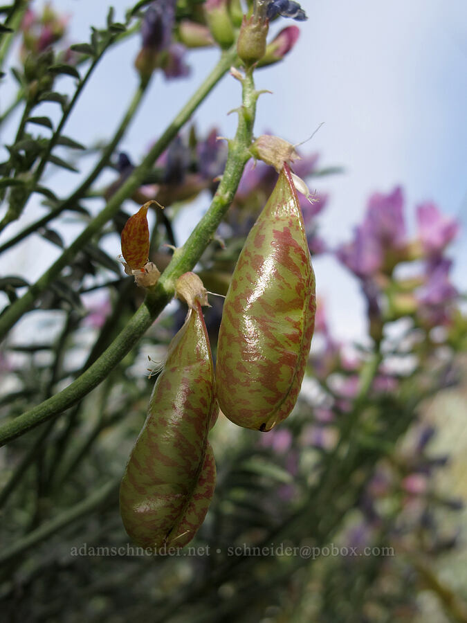 balloon-pod milk-vetch seed pods (Astragalus whitneyi var. whitneyi) [McGee Creek Trail, Inyo National Forest, Mono County, California]