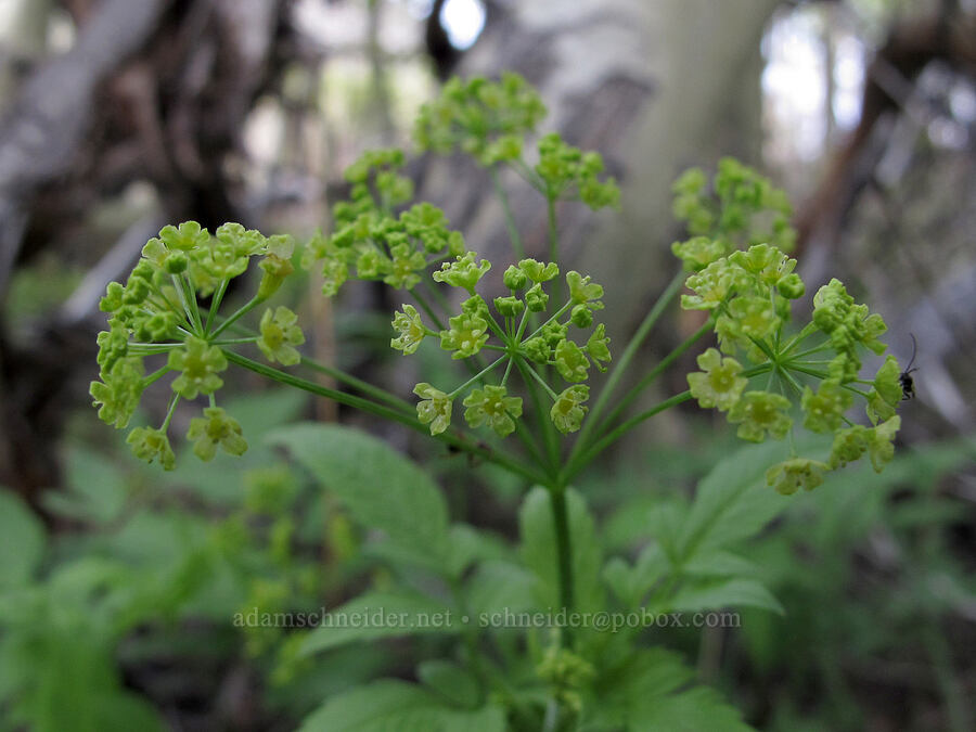 western sweet cicely (Osmorhiza occidentalis) [McGee Creek Trail, Inyo National Forest, Mono County, California]