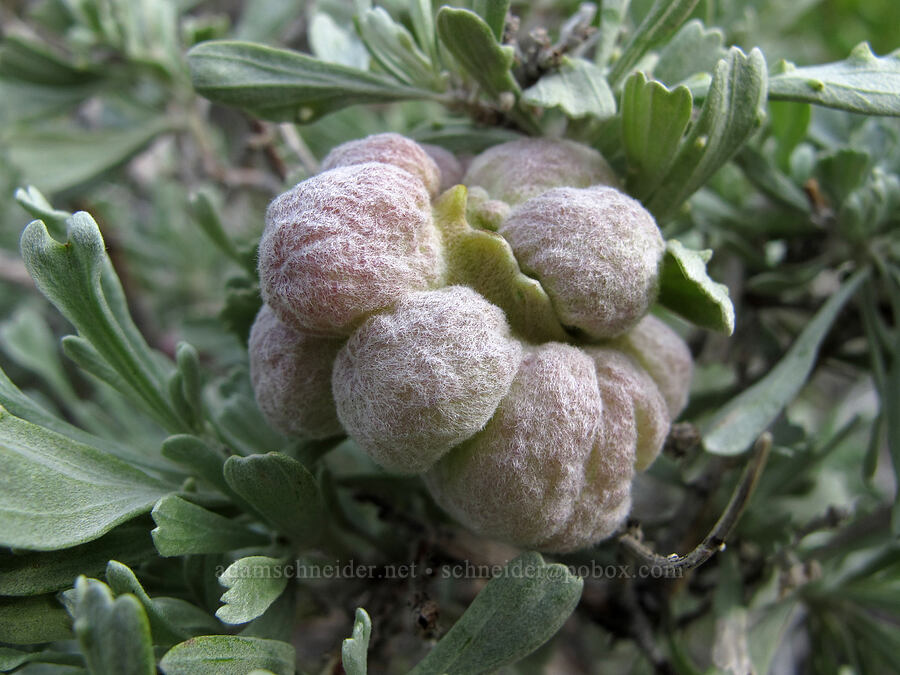 sagebrush galls (Artemisia tridentata) [McGee Creek Trail, Inyo National Forest, Mono County, California]