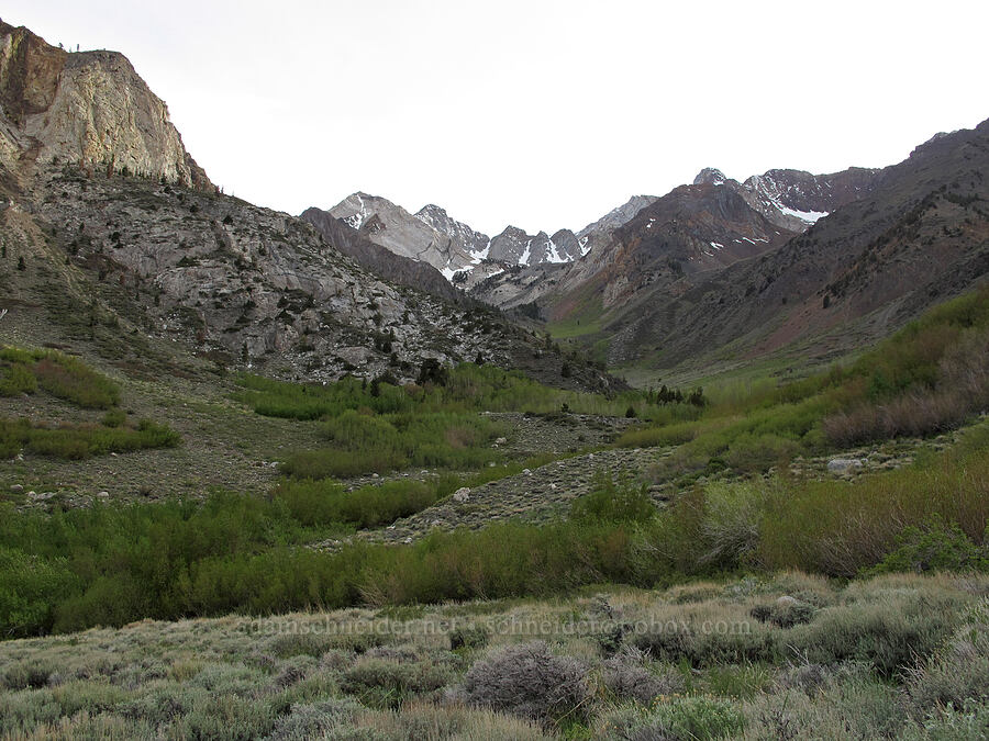McGee Creek Valley [McGee Creek Trail, Inyo National Forest, Mono County, California]