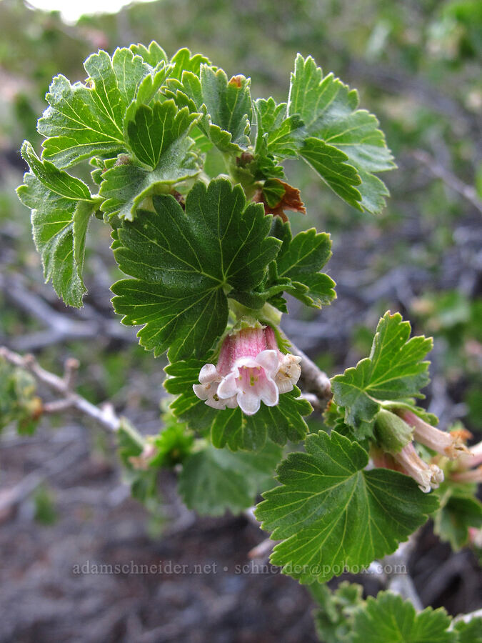 wax currant (Ribes cereum) [McGee Creek Trail, Inyo National Forest, Mono County, California]