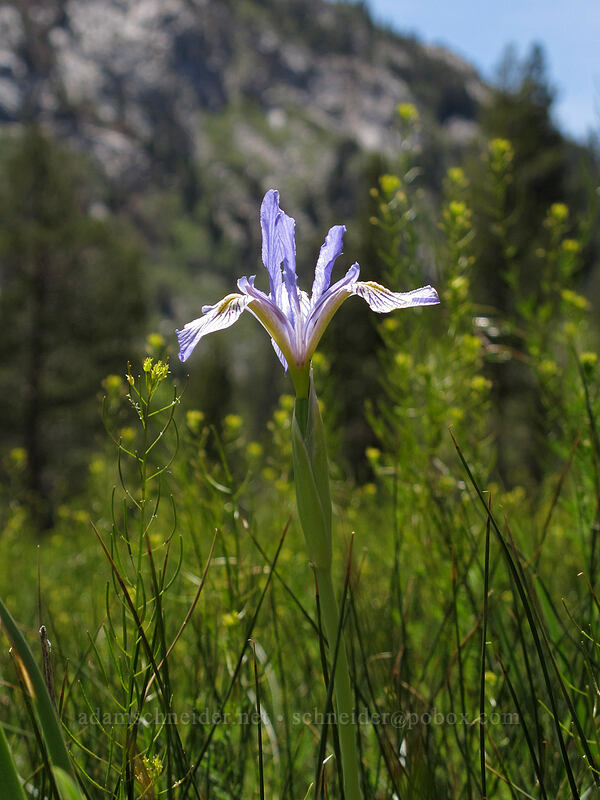western blue flag iris (Iris missouriensis) [Annett's Mono Village, Toiyabe National Forest, Mono County, California]