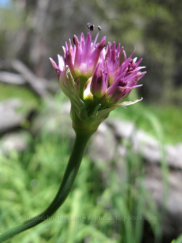 swamp onion (Allium validum) [Barney Lake Trail, Toiyabe National Forest, Mono County, California]