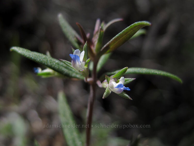 small-flowered blue-eyed-mary (Collinsia parviflora) [Barney Lake Trail, Hoover Wilderness, Mono County, California]