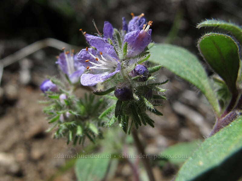 low phacelia (Phacelia humilis) [Barney Lake Trail, Hoover Wilderness, Mono County, California]