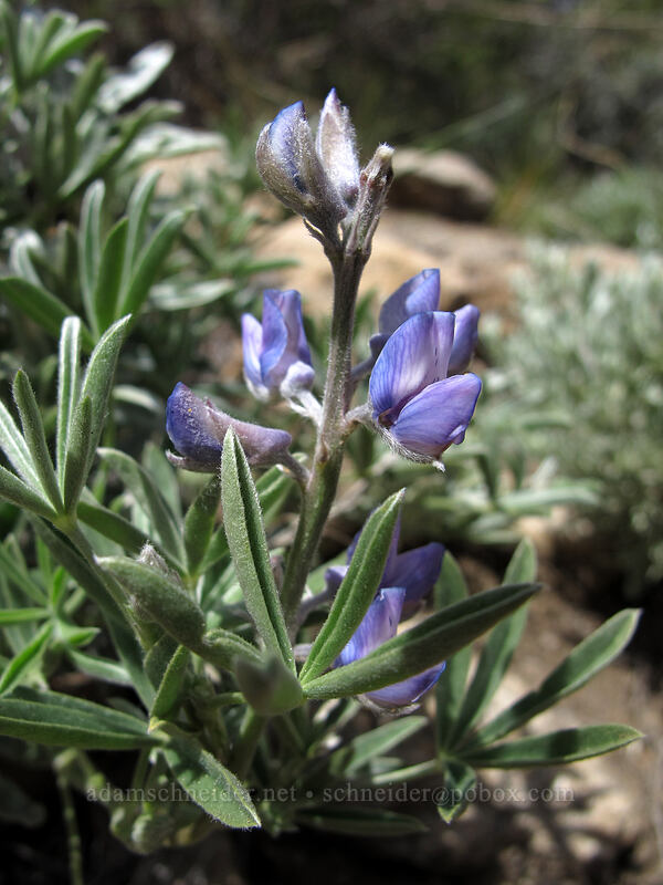 lupine (Lupinus sp.) [Barney Lake Trail, Hoover Wilderness, Mono County, California]
