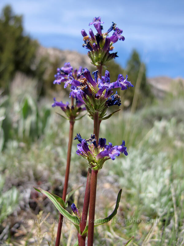 small-flowered penstemon (Penstemon procerus) [Barney Lake Trail, Hoover Wilderness, Mono County, California]