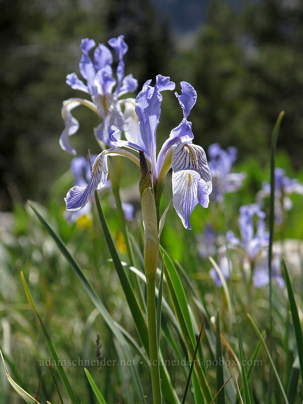 western blue flag iris (Iris missouriensis) [Barney Lake Trail, Hoover Wilderness, Mono County, California]