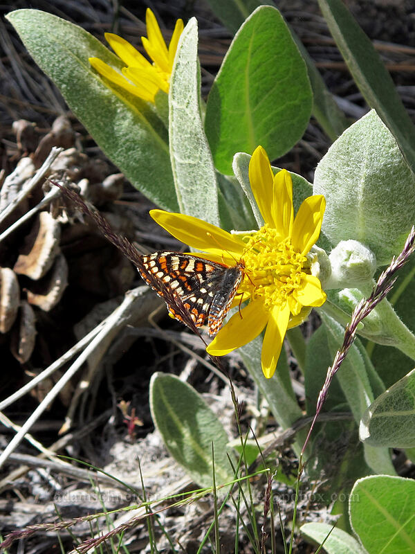 variable checkerspot butterfly on woolly mule's-ears (Euphydryas chalcedona, Wyethia mollis) [Barney Lake Trail, Hoover Wilderness, Mono County, California]