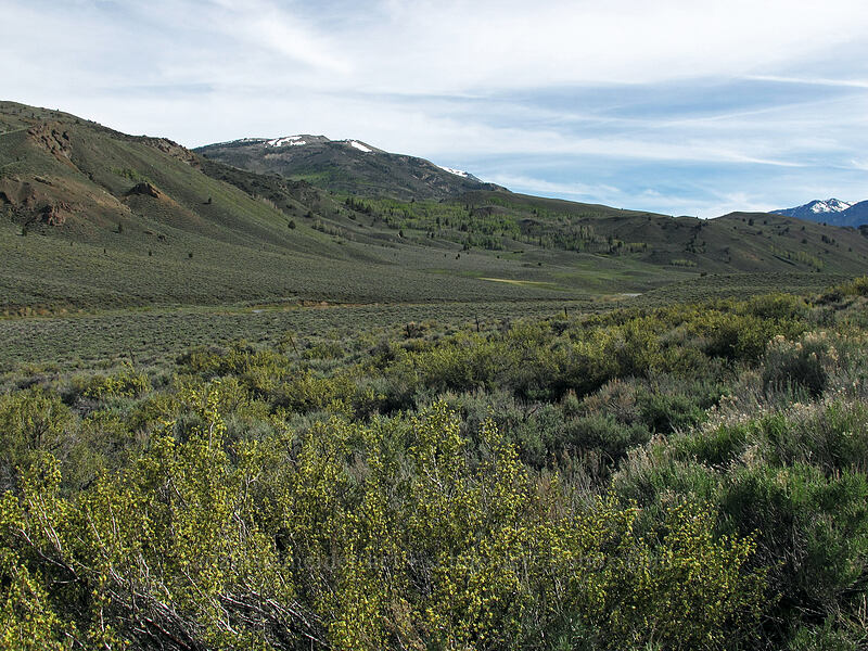 Pickel Meadow [Sonora Pass Road, Toiyabe National Forest, Mono County, California]
