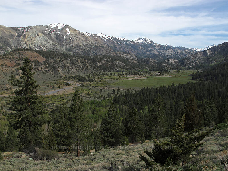 Leavitt Meadow [Sonora Pass Road, Toiyabe National Forest, Mono County, California]