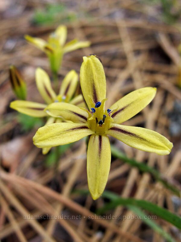 mountain pretty face (Triteleia ixioides ssp. anilina) [Donnell Vista, Stanislaus National Forest, Tuolumne County, California]